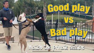 Formerly aggressive Pit meets Prince//Watch what happens