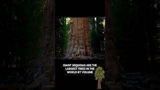 Fascinating World Facts 6  #facts #nature