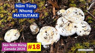 Săn Nấm Rừng Canada 2024: Phần 18 - Nấm Tùng Nhung | Matsutake | Pine Mushrooms | 마츠타케 | マツタケ |  松茸