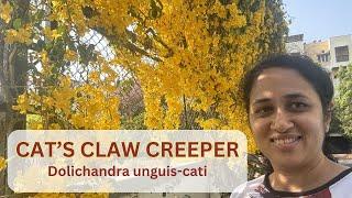 STUNNING CAT'S CLAW CREEPER flowers for your garden | Dolichandra unguis-cati