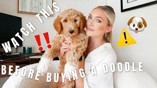 ‼️ WATCH THIS ‼️ BEFORE YOU GET A GOLDENDOODLE | Things You Should Consider Before Buying a Doodle