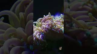 Euphyllia #aquarium #aquaristik #reef #meerwasseraquaristik #meerwasseraquarium #korallen #coral