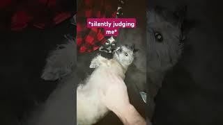 Dog judges me #pets #meme #challenge