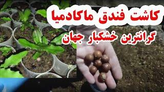 چطوری بذر فندق ماکادمیا بکاریم/ گرانترین خشکبار جهان