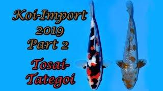 Tosai Tategoi Koi-Import 2019 Part 2