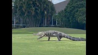 Gator goes golfing at Stoneybrook