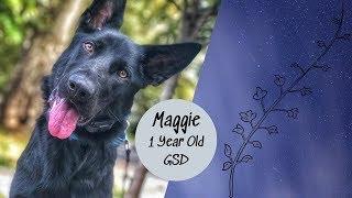 Allentown Dog Trainers ||| Best German Shepherd Dog Trainers ||| 1 Year Old GSD, Maggie.