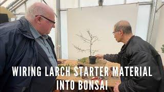 Wiring Larch Starter material into bonsai