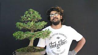 බොන්සායි පලු ගස "Manikara haxendra" sl bonsai art