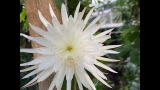 Rare Moonflower Cactus Blooms in the U.K.