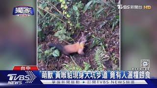 #獨家 「萌獸」黃喉貂現身大坑步道 竟有人灑糧餵食｜TVBS新聞 @TVBSNEWS01