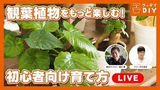 初心者向け育て方ライブ！観葉植物をもっと楽しむ！