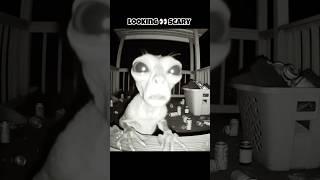 Skinwalker in Animals Disguise  #facts #animalfacts #scary #shortsfeed #ytshorts #cute