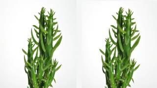 The World’s First 8K 3D Video on YouTube - 8K Hub Ultra HD