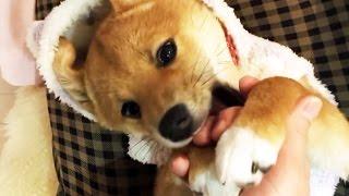 She wears white gloves. 白い手袋の柴犬ゆき 柴犬ゆき Shiba inu, Yuki