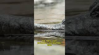 the gariol an enigmatic crocodilian #ytshorts #viral #shorts #crocodile