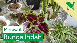 Tips Merawat Tanaman Hias Bagi Pemula Agar Tumbuh Subur