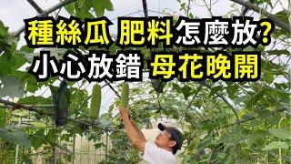 種絲瓜底肥如何放?放錯會造成母花晚開，浪費肥份| 阿星種植