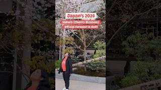 Japan's Cherry Blossom  dates for 2024 are out! Check & Plan now!  #shorts #japan #cherryblossom