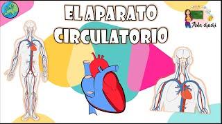 Aparato Circulatorio | Aula chachi - Vídeos educativos para niños