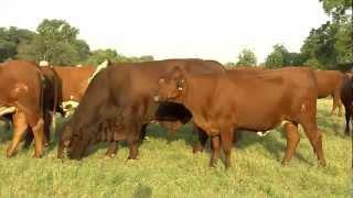 Gert Bulls.com - What are Santa Gertrudis Cattle?