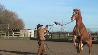 Working with an anxious horse