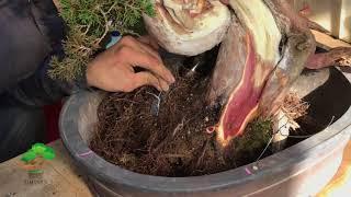 Making bonsai by Master Kimura.(Part4/5)