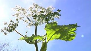 Mayo Clinic Minute - How to get hay fever relief from fall allergies