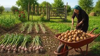  Azerbaijani Grandma Harvests Garlic & Potato - Preserve It Naturally | True Village Life!