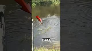 LIHAT GUYS ANJING PEMANCING INI DI TERKAM BUAYA ‼️ #shorts #fishing #mancing