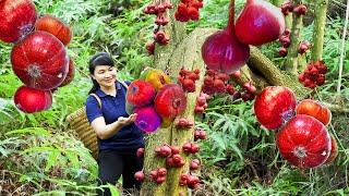 How to Harvest red Roxburgh Fig, goes to the market sell - Harvest and Cooking | Tieu Vy Daily Life