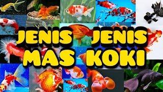 JENIS JENIS IKAN KOKI | IKAN KOKI YANG COCOK UNTUK KONTES IKAN HIAS