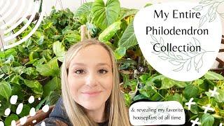 My ENTIRE Philodendron Collection! + My FAVORITE Houseplant of All Time!