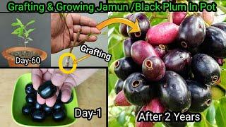 How To Grow Jamun From Seed | Grafting In Jamun Plant With 2 Year's Updates