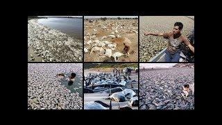 MASS FISH ● SEA LIFE ● ANIMAL DEATHS SWEEPING THE WORLD!  END TIMES PROPHECY SIGNS!