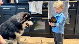 Adorable baby Boy Feeds Big Malamute Puppy!