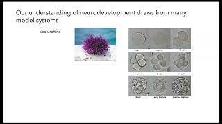 Neurodevelopment 1