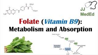 Folate (Vitamin B9): Why we need it, dietary sources, and how we absorb and metabolize it