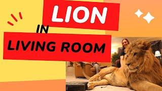 LION IN LIVING ROOM PLAYING VIDEO GAMES!