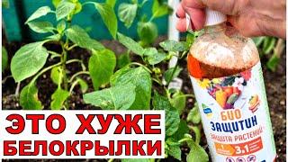 Это хуже белокрылки. Не могу справиться с такой напастью. Теперь только био средства.