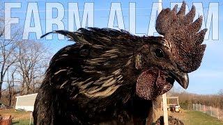 Selective Breeding Ayam Cemani for BEST Hatching Eggs