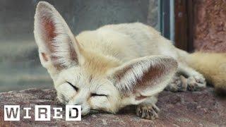 Absurd Creatures | The Fennec Fox and Its Giant Ears Are Too Cute to Possibly Exist