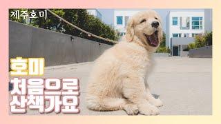 호미와 첫번째 강아지산책 다녀왔어요! [4K]  first walk with puppy