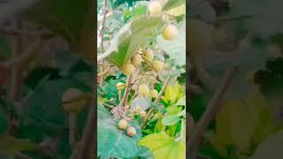 falsa /terrace garden/vegetables garden