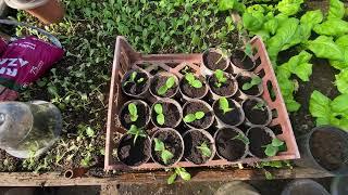 Nepali Garden in the UK (Growing Vegetables in allotments)