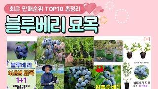 블루베리 묘목 추천 판매 순위 TOP 10