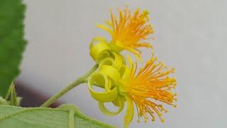 Falsa Tree | Falsa Flowers | Falsa Fruit Tree | Kitchen Garden