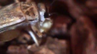 Crickets Eating Mealworm Pupa