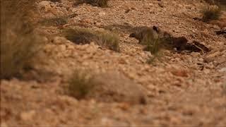 Wildpics Moments with the Egyptian Mongoose in Morocco