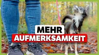 Mehr AUFMERKSAMKEIT: 8 Übungen die du mit deinem Hund machen solltest